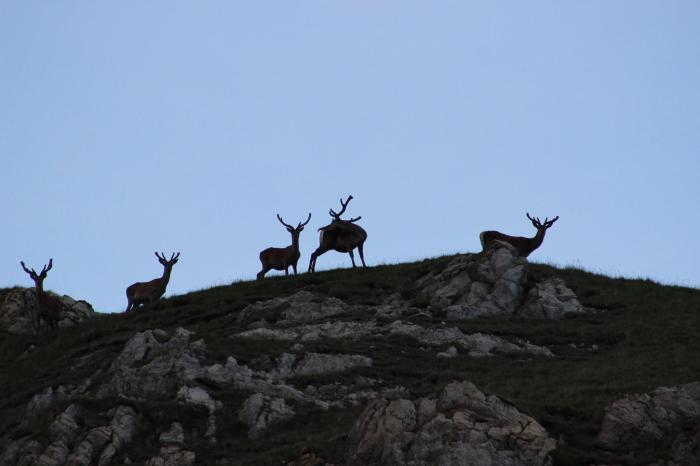 13497763_10157069602255296_2478869603024924924_o