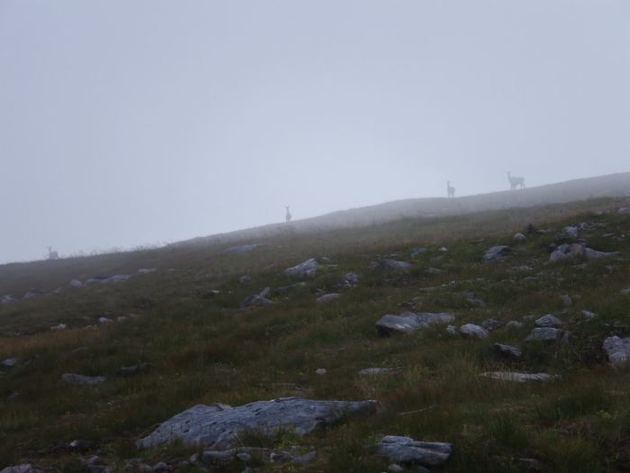 13701065_10157346964950724_9151594215529218626_o